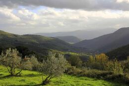Photo of a November afternoon in the Chianti region near Florence With the grape harvest done, thoughts had turned to the olive harvest. , Sandra S - November 2013