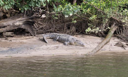 Photo of Catching up with an old friend on the Daintree River. This is a 4.2 meter male crocodile lazing beside the river in the afternoon sun. We would like to have fed him but there were no children on the trip. , Brian W - August 2016