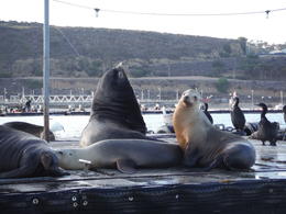 Photo of Seals and Sea Lions sun bathing Taken from our speed boat on the harbor adventure. This picture was not zoomed in, we were this close to them. , Nana - December 2014