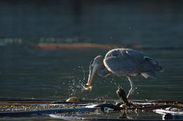 Photo of Victoria sea bird and sea lion tour A Great Blue Heron catches a small fish while standing atop of kelp - May 2011