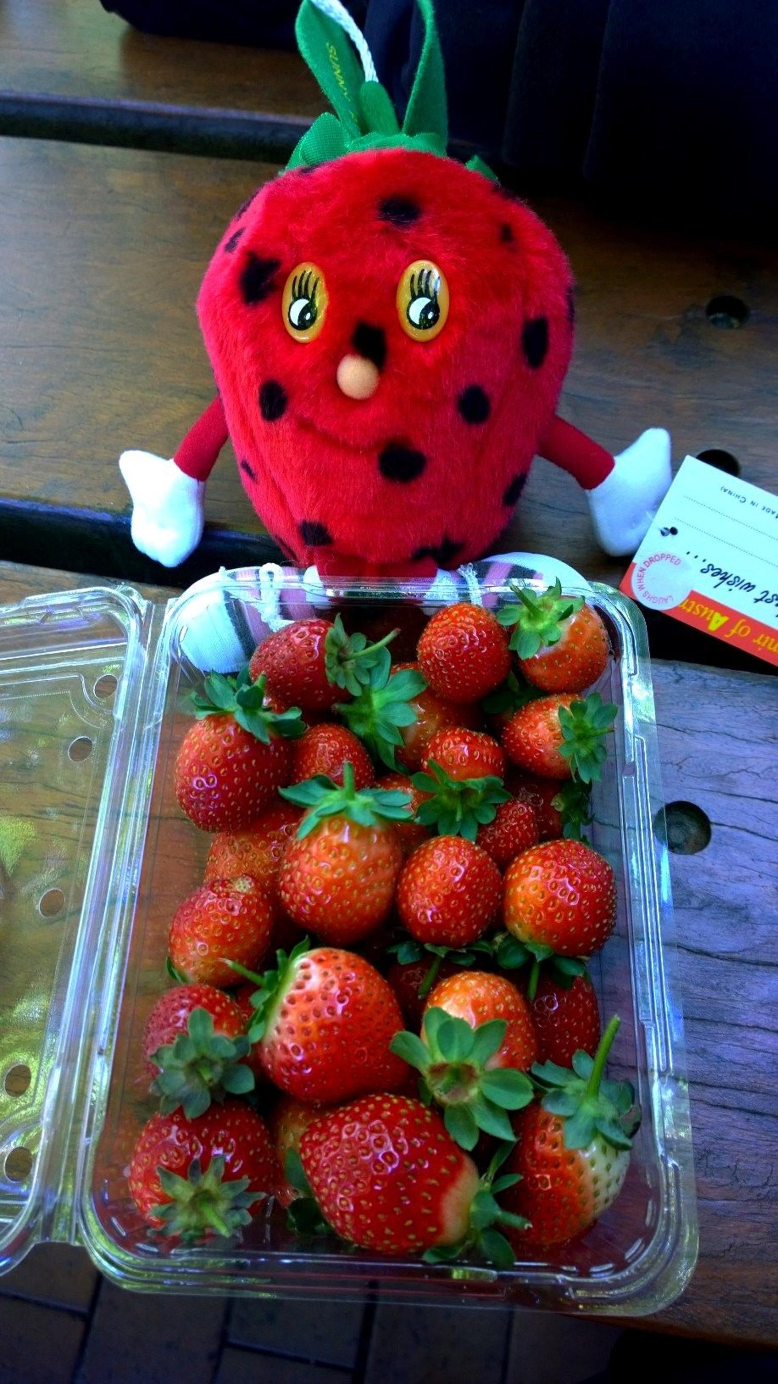 Strawberry Picking!