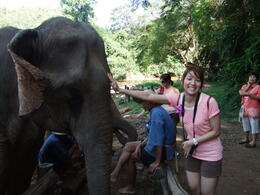 Photo of Visiting with the elephants Our exchange student from 4 years ago...visiting with her in Thailand, what a fabulous expierence. AFS made this possible.... , s4039cfs - October 2011