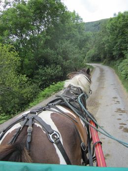 Photo of Suzie and the Gap Just our wonderful pony guide, Suzie taking us up the steep roads in the Gap of Dunloe. , Mary M - July 2015