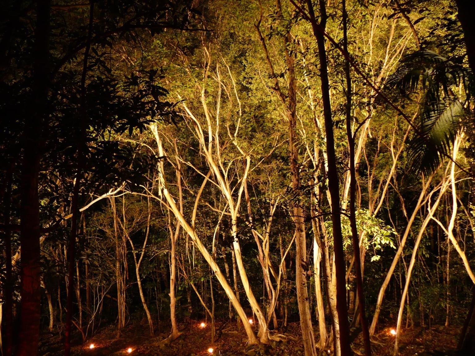 The forest lit by candles