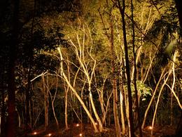 Photo of The forest lit by candles Flames of the Forest dinner: This was wonderful to look out on., Gill - December 2007