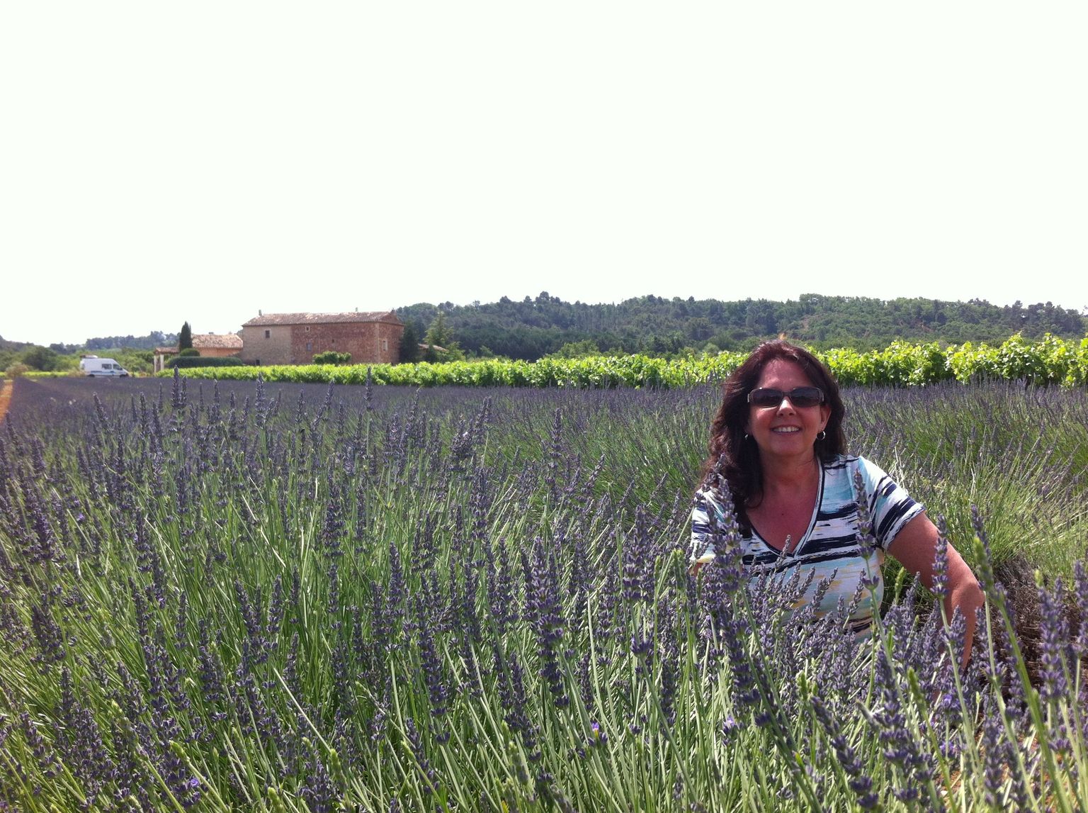 Lavender field
