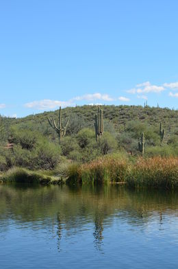 Photo of Saguaros It wouldn't be called Saguaro lake without these impressive cacti - did you know that they only grow 'arms' every 50 years?, World Traveler - March 2015