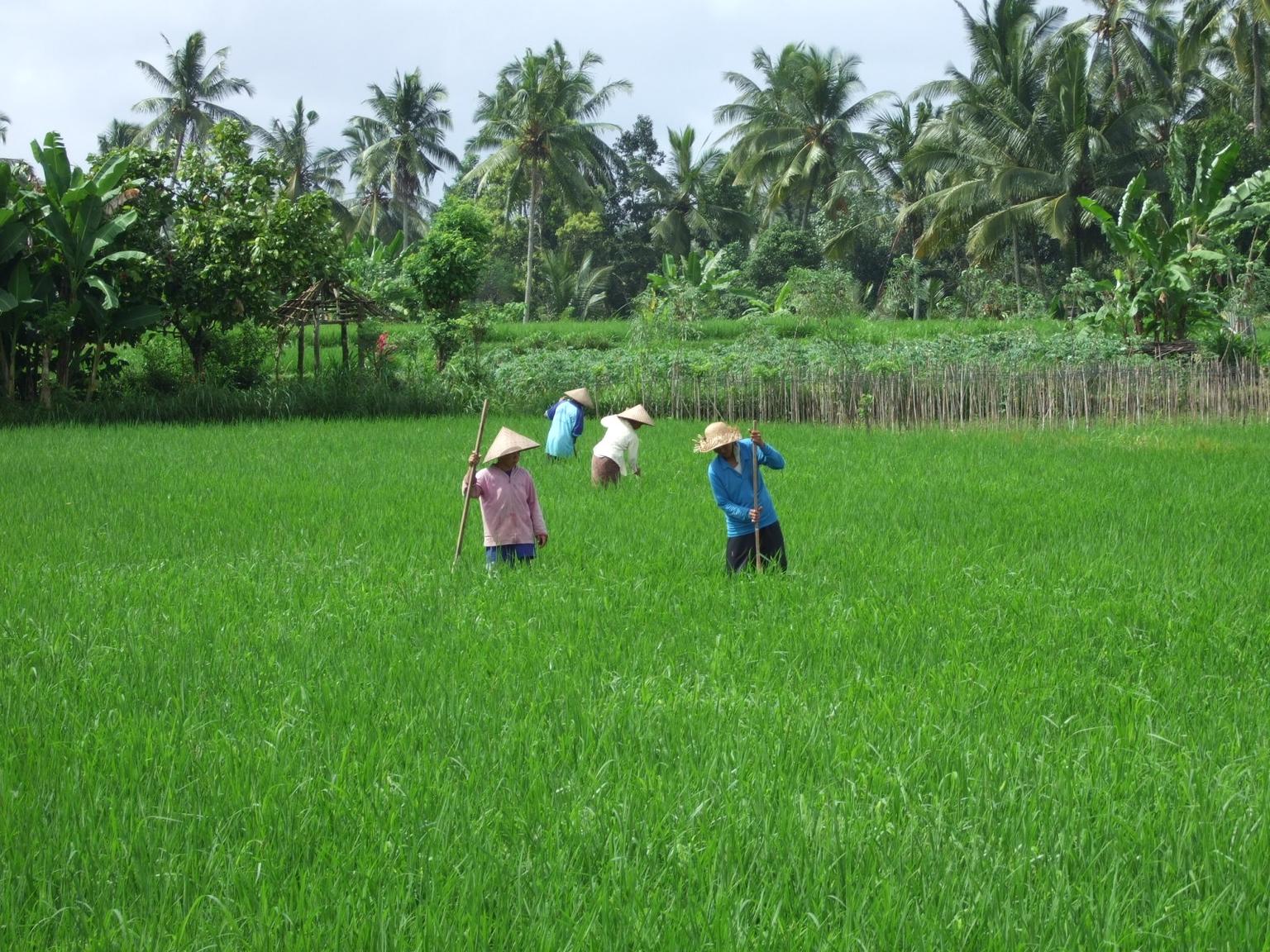 Rice Fields