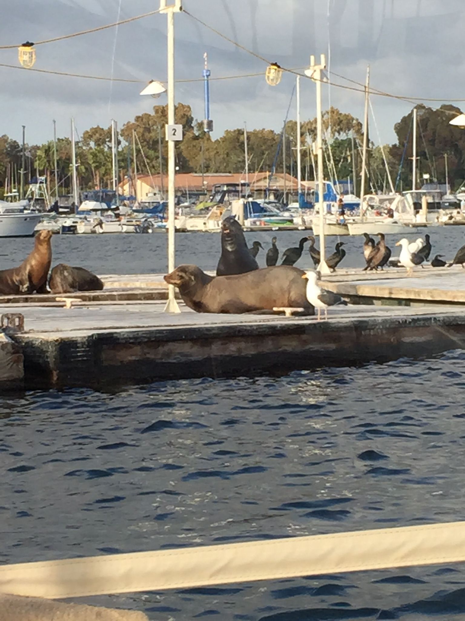 Sea Lions