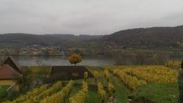 Photo of Wachau Valley Bike Tour Over looking a family owned vineyard and the Danube River. , Hanna G - December 2014