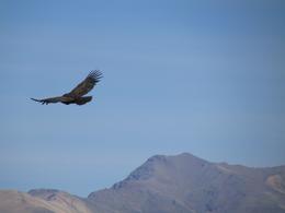 Photo of Colca Valley Overnight Tour from Arequipa: Colca Canyon, Vicuna Reserve and Condors Condor! - May 2013