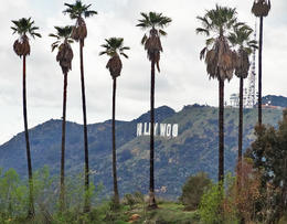Photo of Hollywood Hills Hiking Tour First glimpse of the Hollywood sign through the palm trees - May 2013