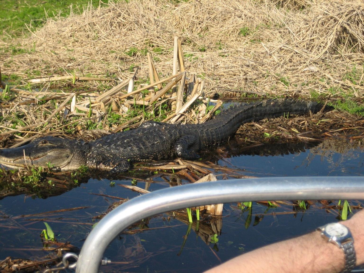 Alligators Up Close