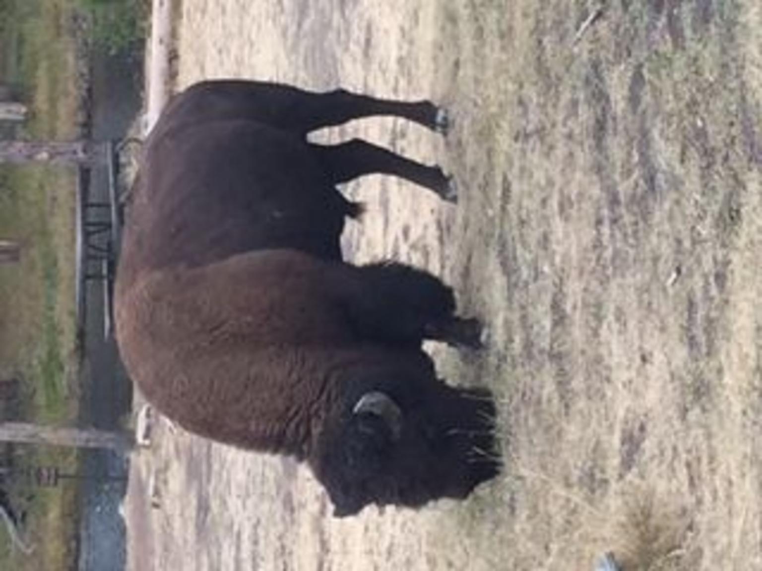 buffalo