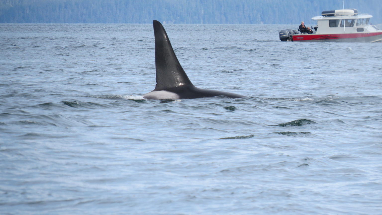 Orca dorsal fin, almost 7 tall