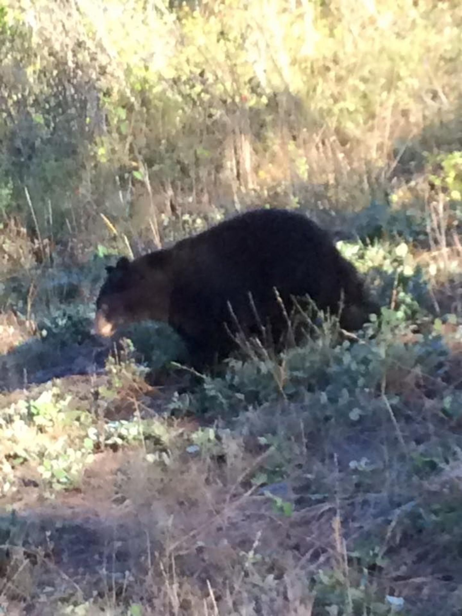 Spotting Bears