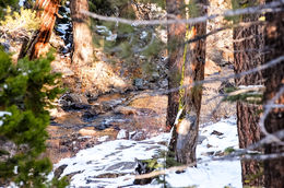 Photo of a creek downstream from a waterfall This was rather high up, and very beautiful and serene. The waterfall Glen something or other was beautiful and this was slightly downstream from that waterfall. , James C - November 2015