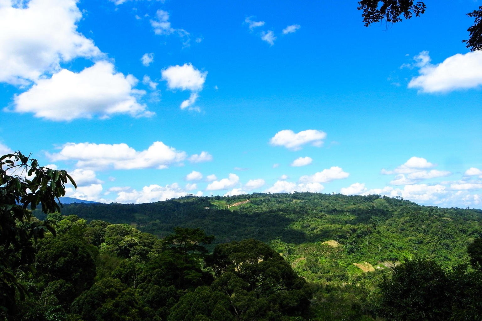 at the canopy walk