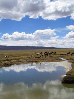 Photo of Colca Valley Overnight Tour from Arequipa: Colca Canyon, Vicuna Reserve and Condors Llamas gazing at us - May 2013