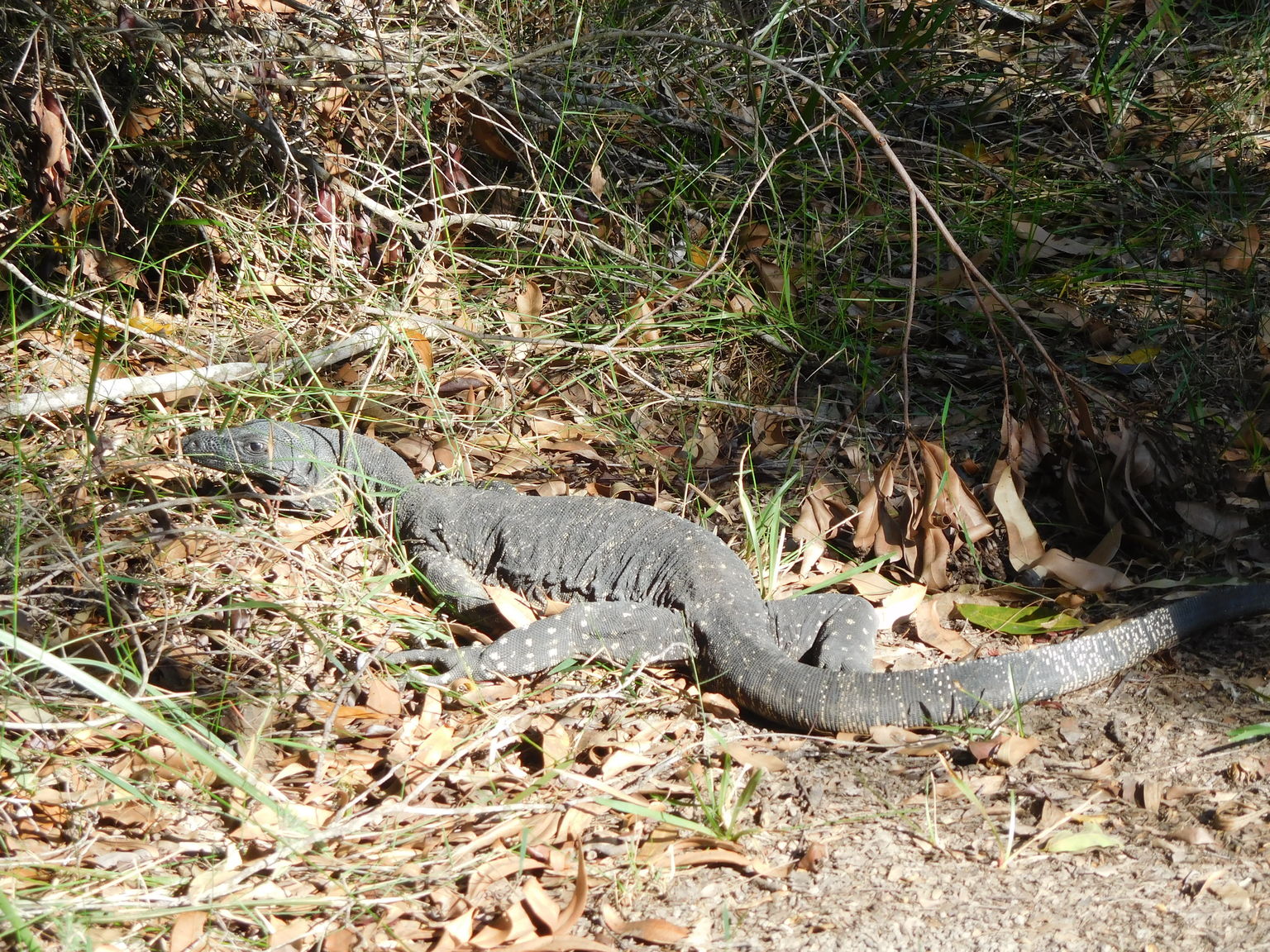 Everglades Afternoon Cruise