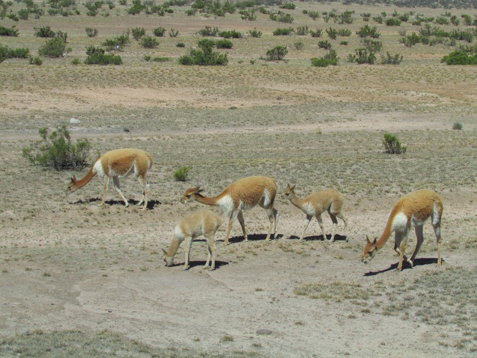 Colca Valley Overnight Tour from Arequipa: Colca Canyon, Vicuna Reserve and Condors