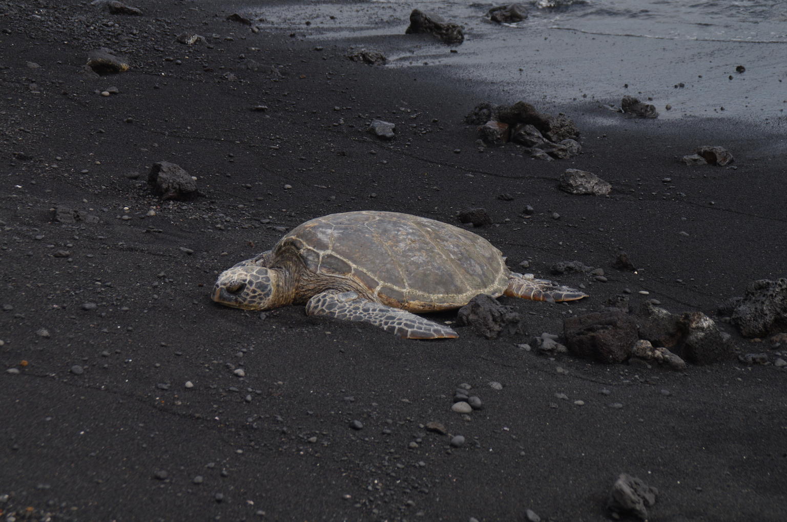 Endangered Sea Turtle