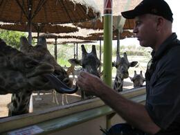 Photo of Giraffe Feeding The giraffes are very hungry. You get to be close as you can see., Duncan E - February 2009