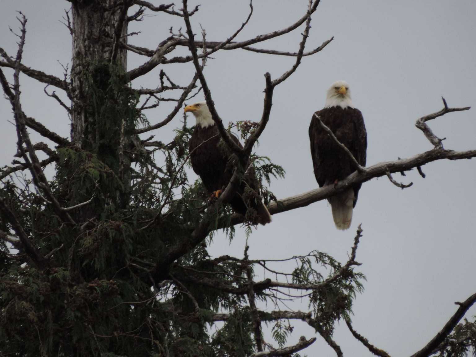 Close up of two bald eagles