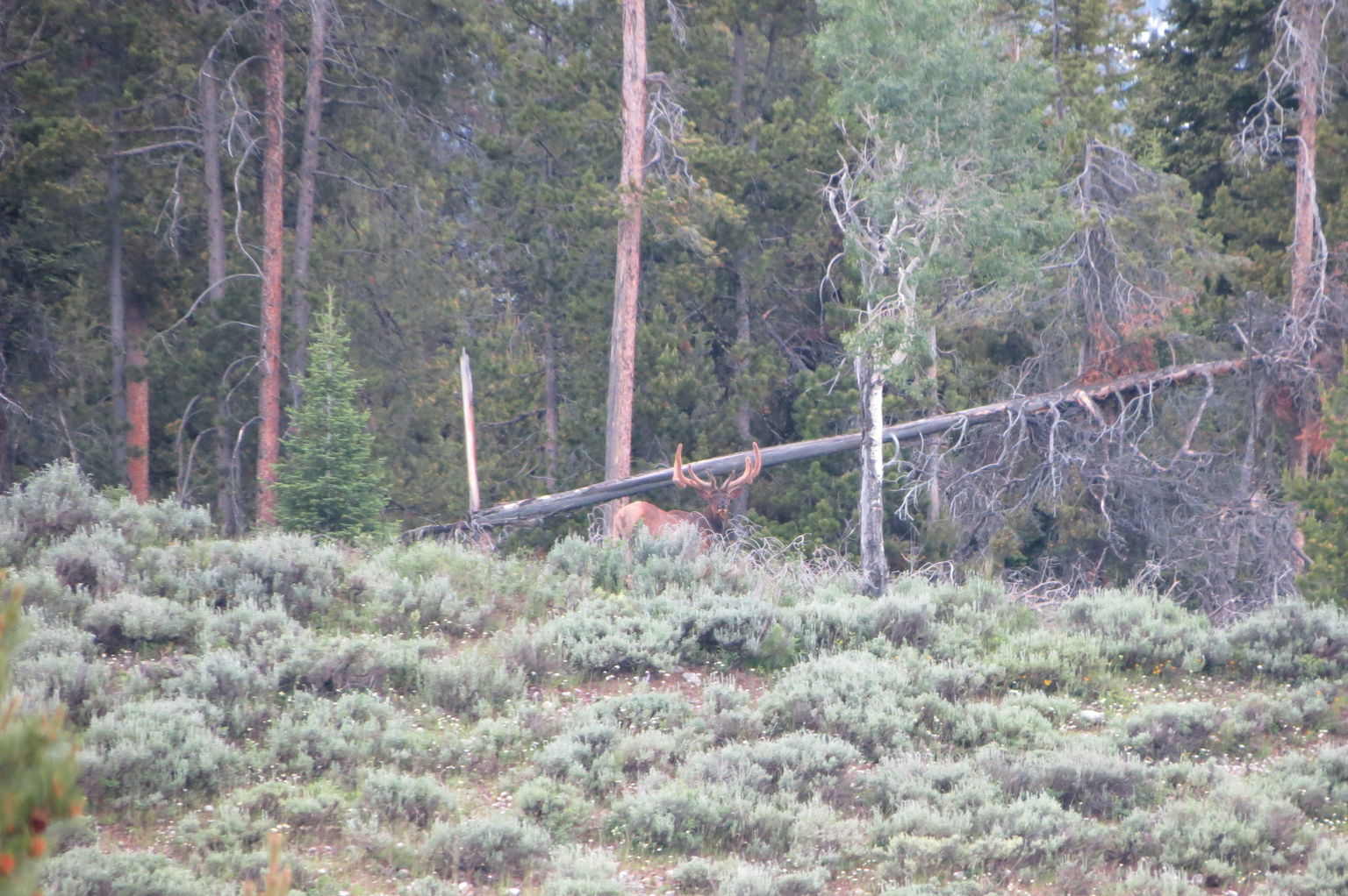 large bull elk