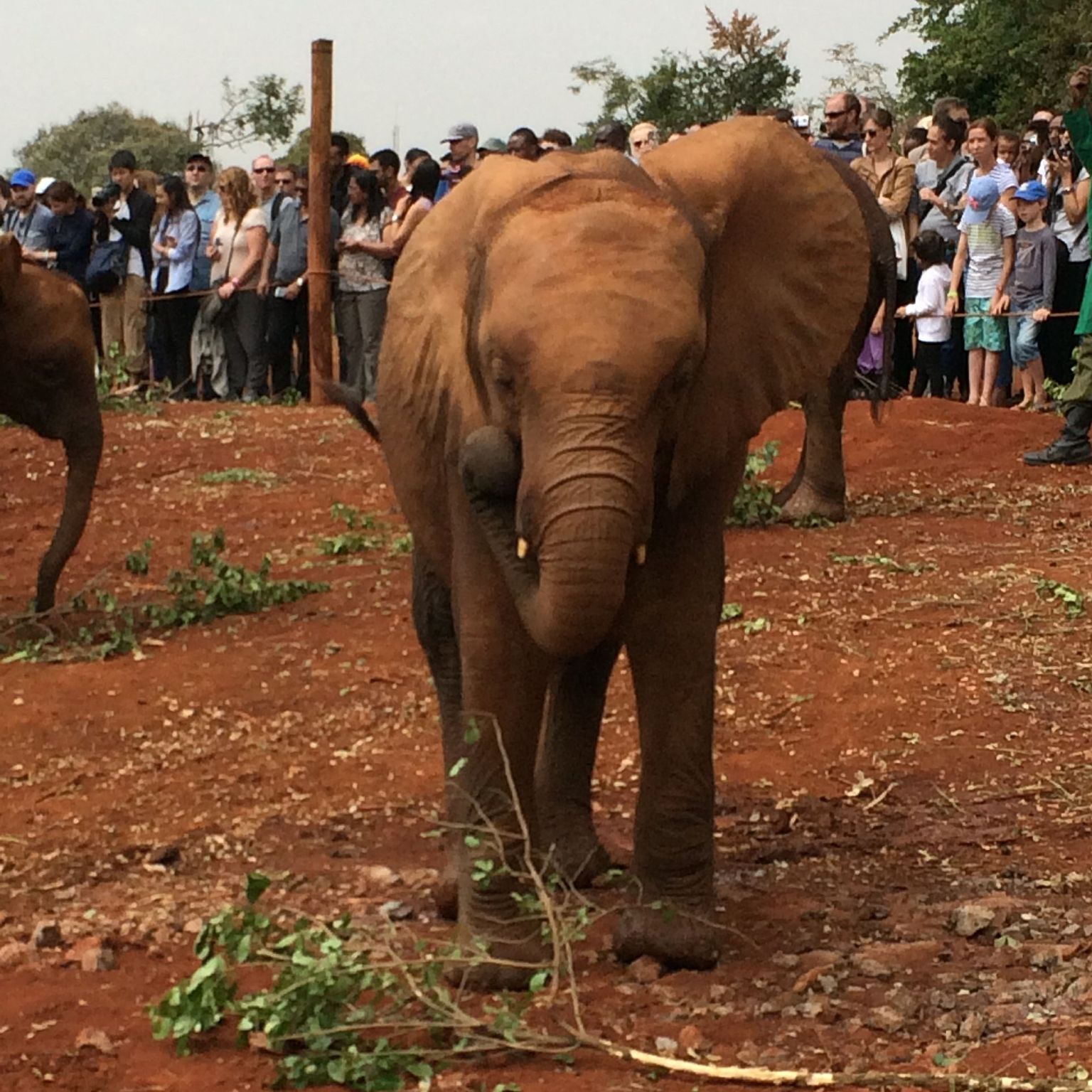 David  Sheldrick Elephant Orphanage