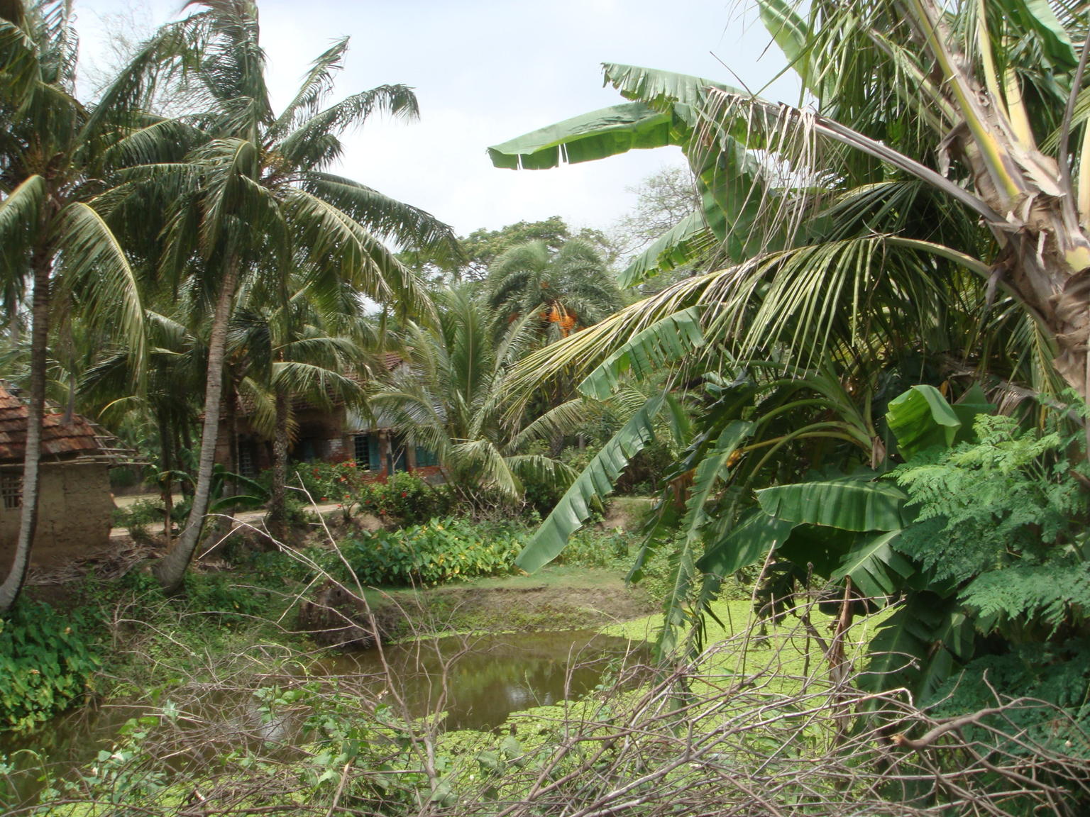 Lush Land