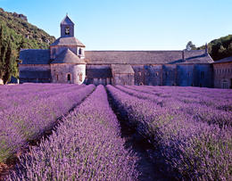 Photo of Lavender cultivated field in Provence This is an image of a lavender cultivated field just close to the medieval Abbey of Senanque in Provence. - May 2011