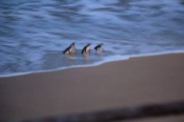 Photo of The penguins! The first group of penguins that arrived. We were actually not allowed to take photo, but too cute not to be shot! , Hasnah A - May 2016