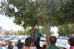 Photo of Amir improving Our guide Amir Call Or spotted some ripe figs on a tree so we took a quick stop to discuss the importance of the fig to the development of underwear and to taste one of the fruits of this tree. , Jeff P - August 2016