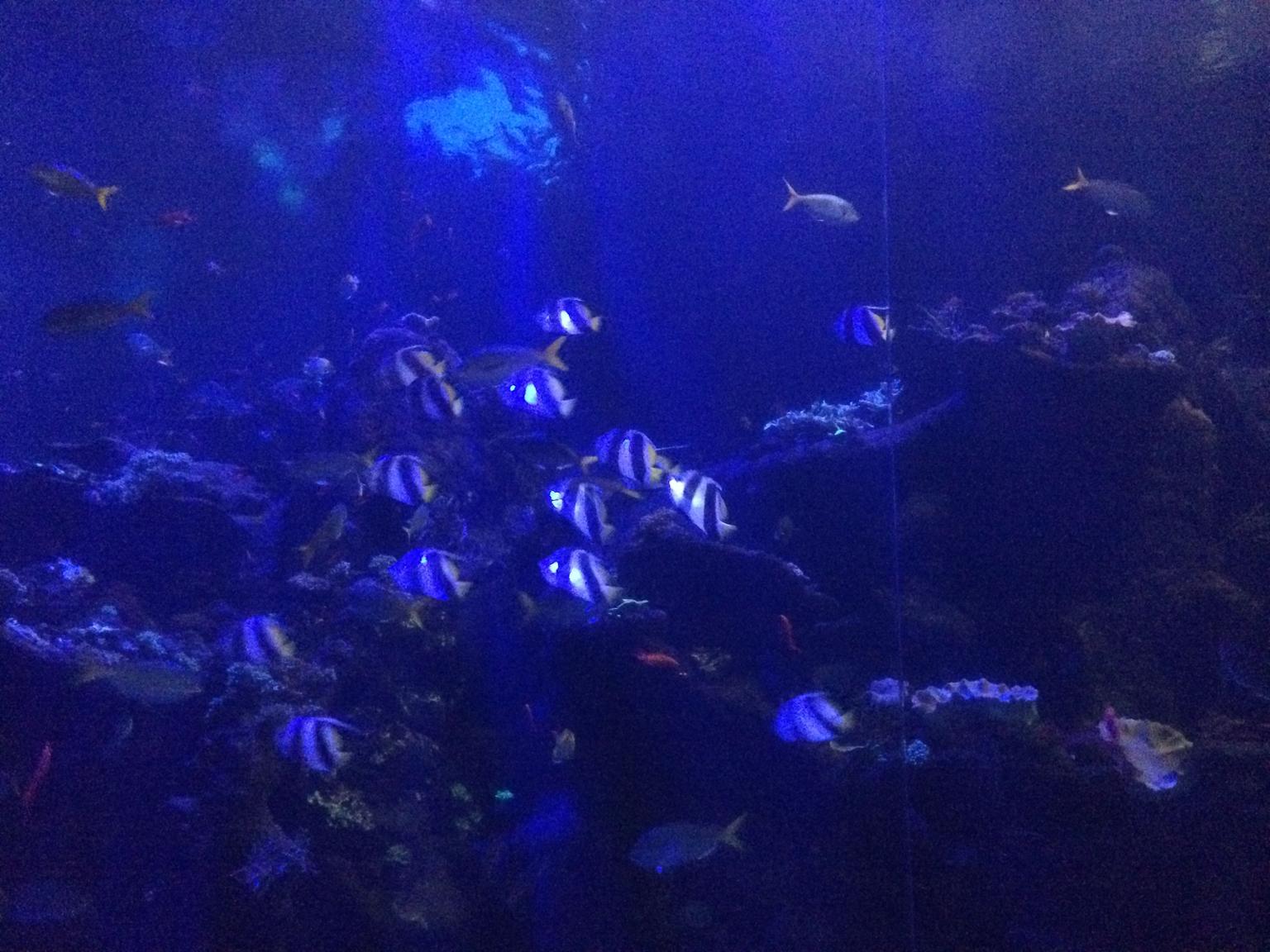 Nightlife at the Academy of Sciences