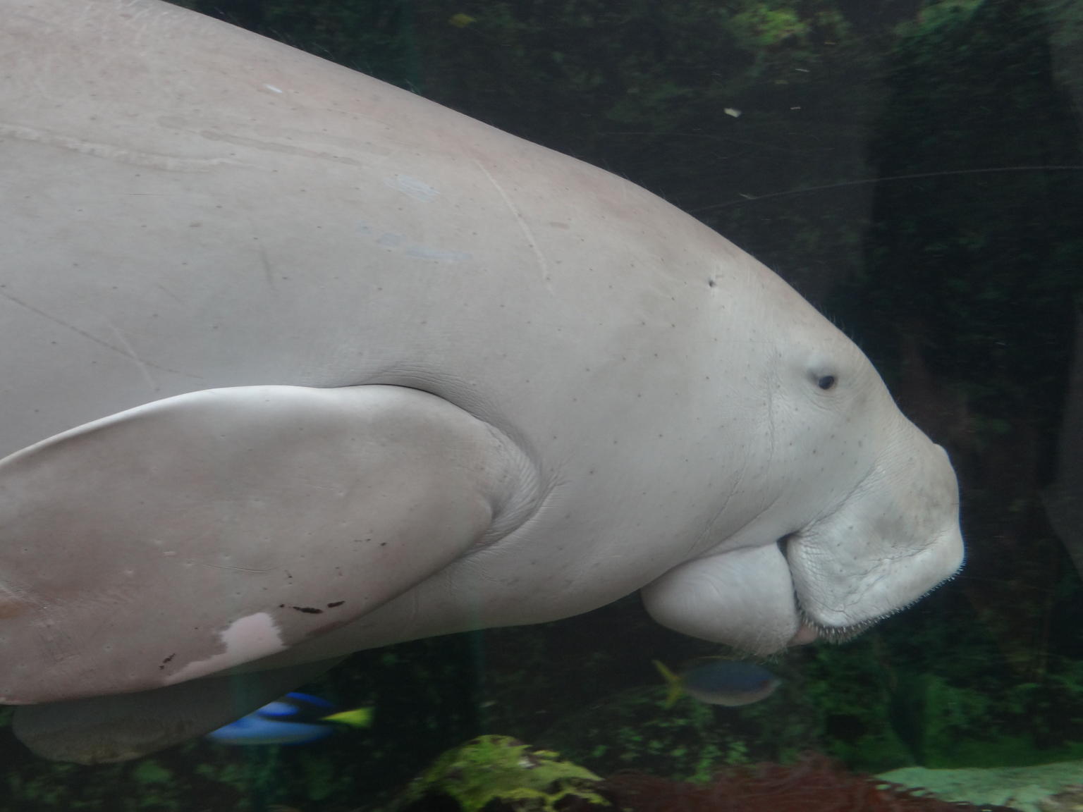 Sea cow in SEA LIFE Sydney