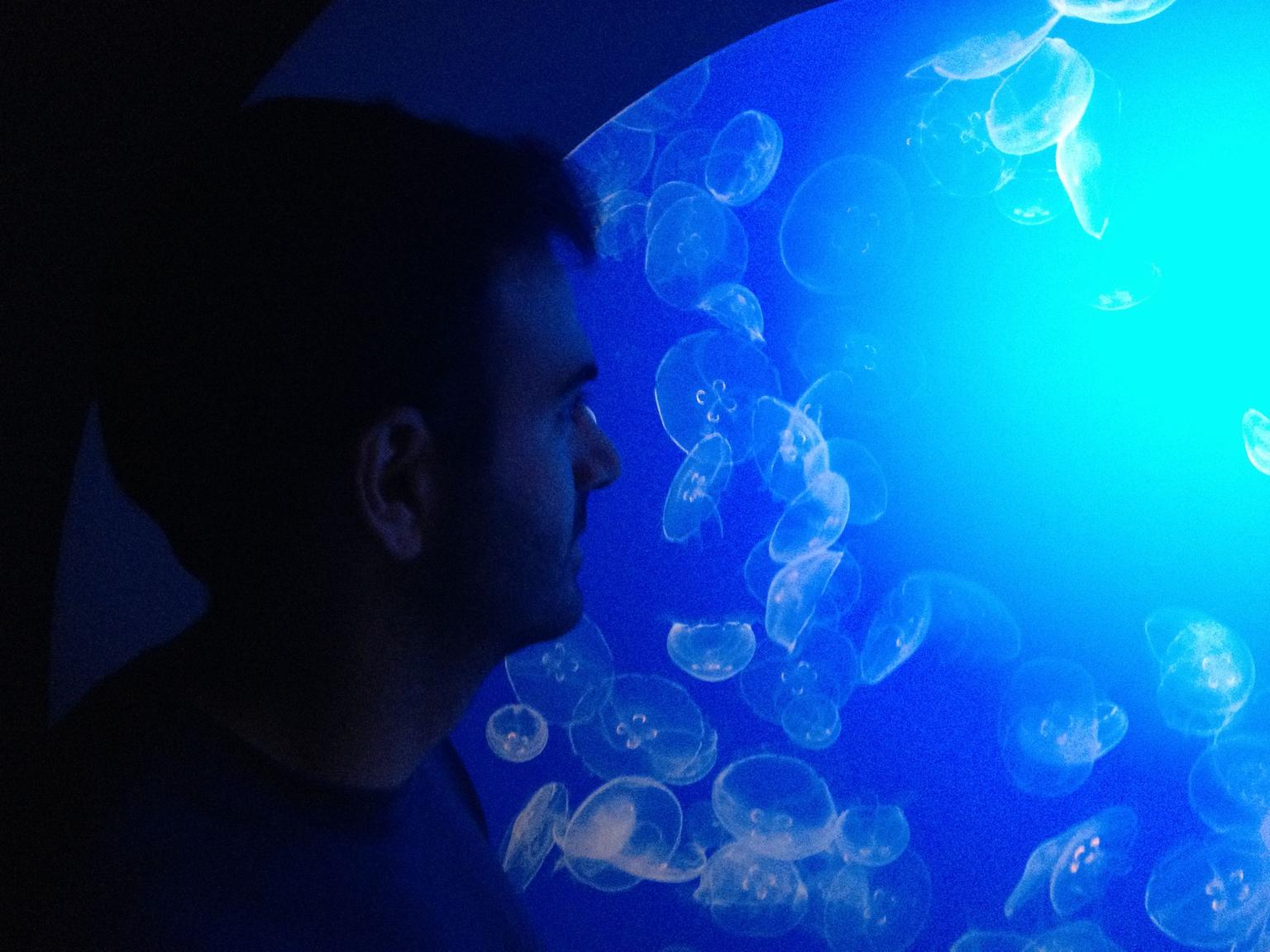 Jellyfish!