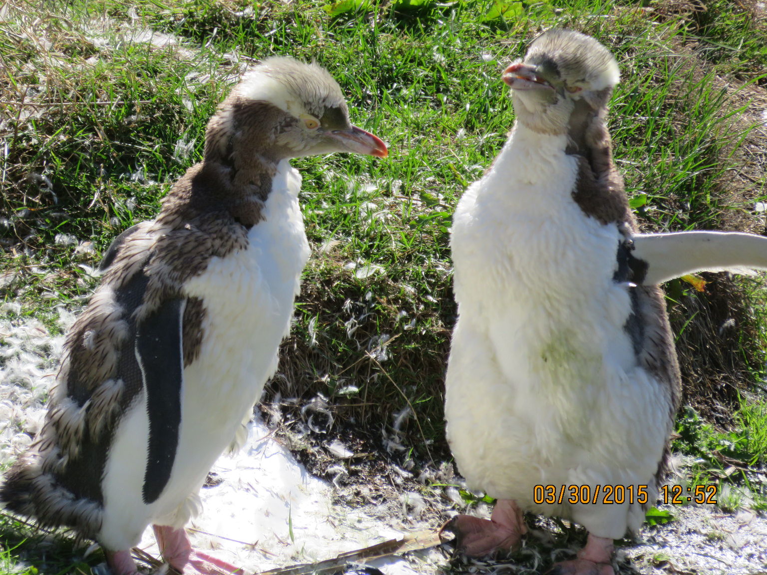 Yellow Eyed Penguins at Penguin Reserve, Otago Peninsula