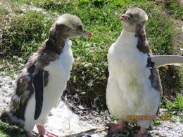 Photo of Yellow Eyed Penguins at Penguin Reserve, Otago Peninsula 2 yellow eyed penguins we saw - they look a little unkempt because it was moulting season , robert h - April 2015