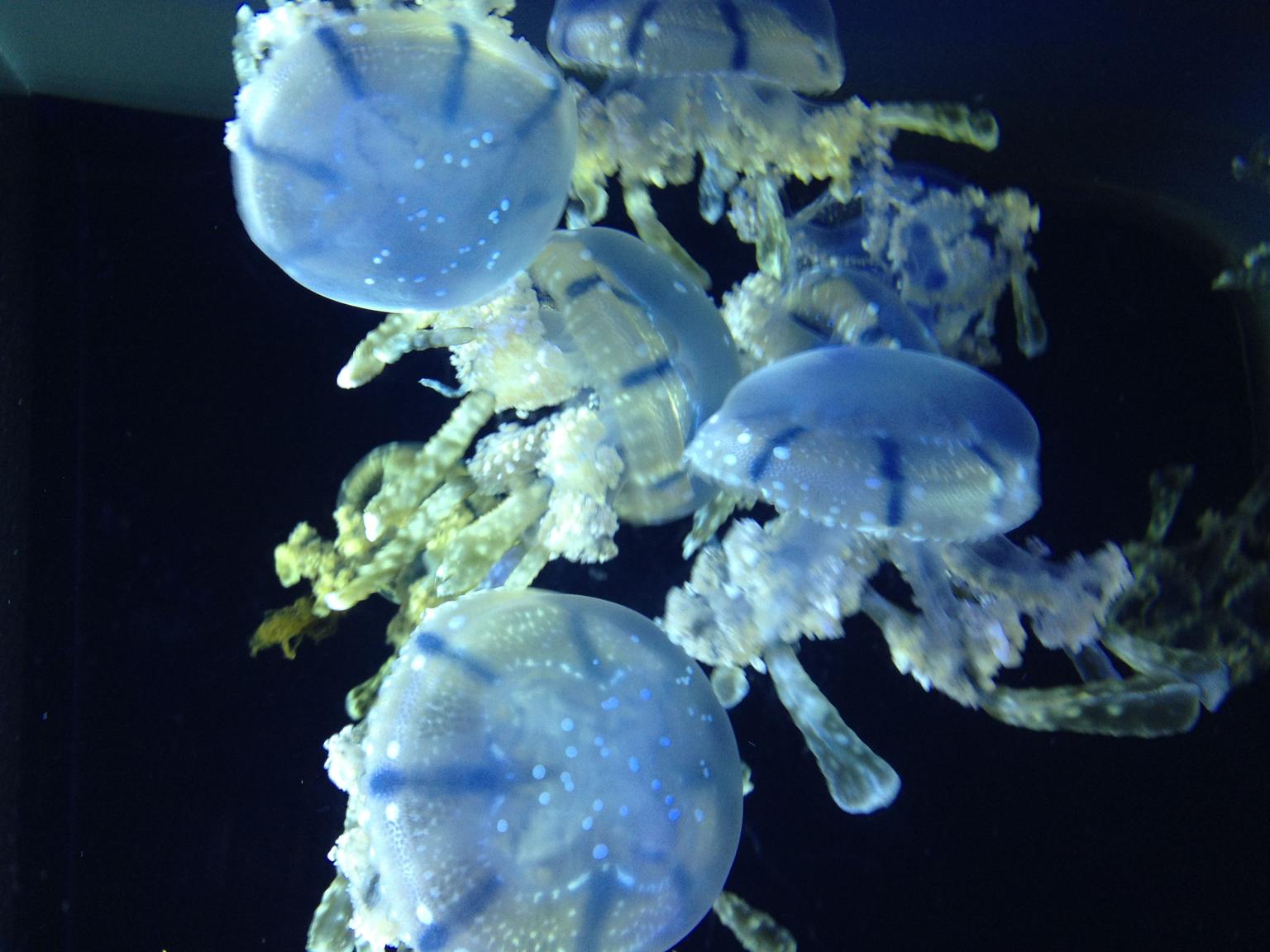 Nightlife at the Academy of Sciences