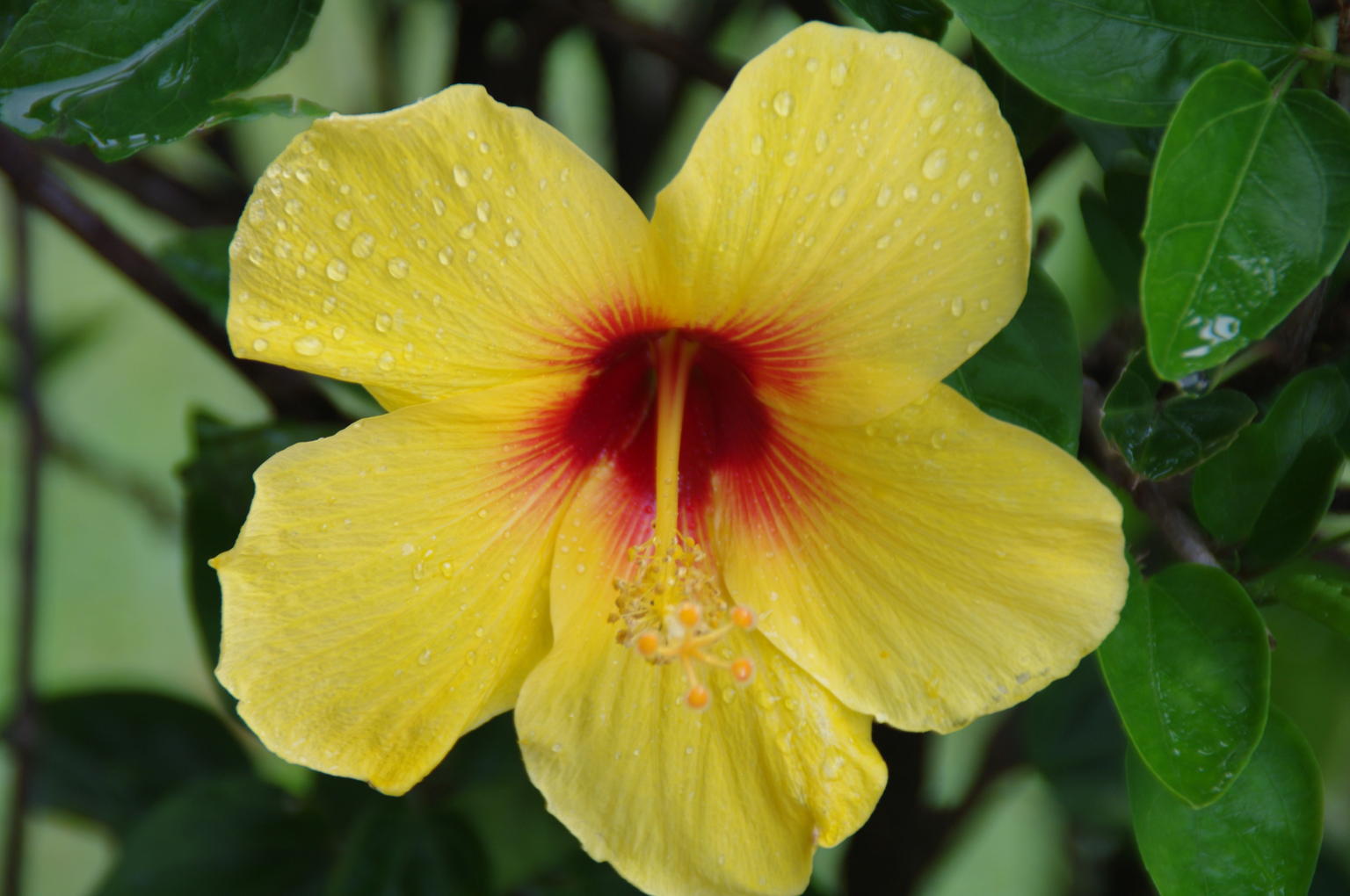 State Flower