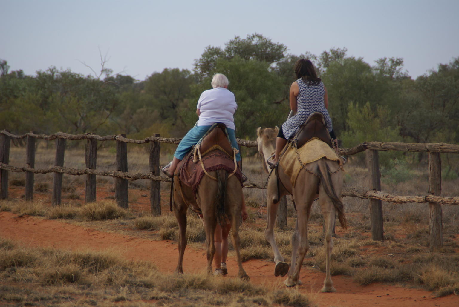 Camels