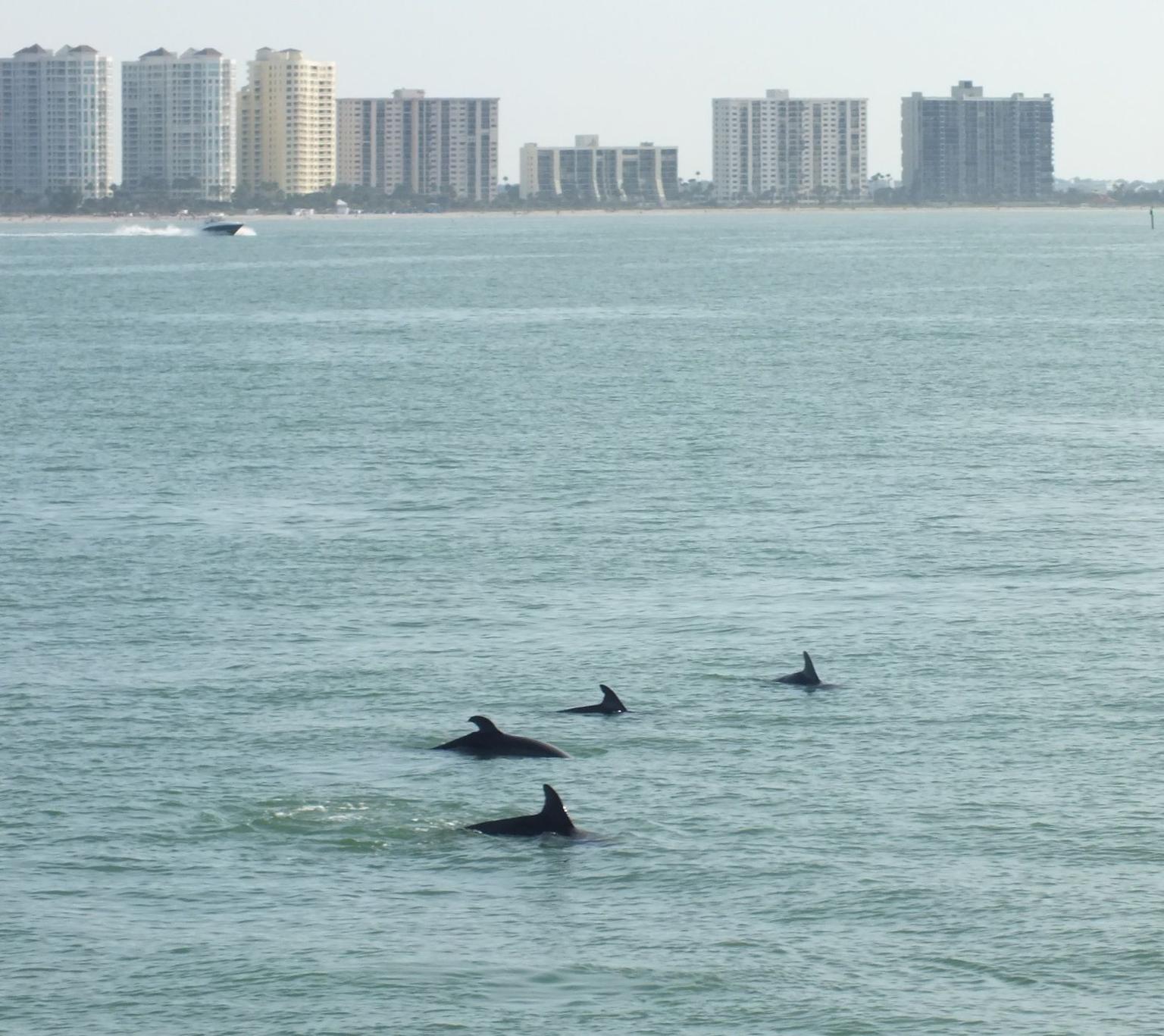 Fisrt sight of the dolphins