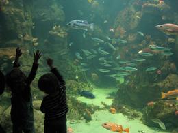 Photo of SF Academy of Science - Kids My son spent about 20 minutes staring at all the fish., Global Nomad - February 2009