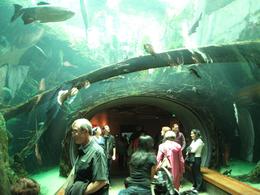 Photo of SF Academy of Science The underwater walkway at the base of the rain forest walk., Global Nomad - February 2009