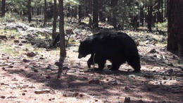 Photo of Bearizona Drive-thru Wildlife Park Check out all the wildlife at the Bearizona Drive-thru park! - March 2012