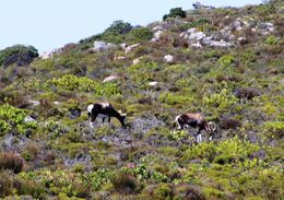 Photo of Bontebok The endangered Bontebok antelope can be found wild on the Cape Peninsula , BethanieKay - April 2016