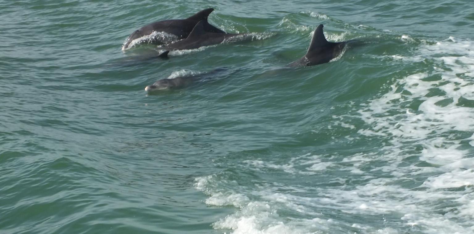 Dolphins playing in the wake of the boat