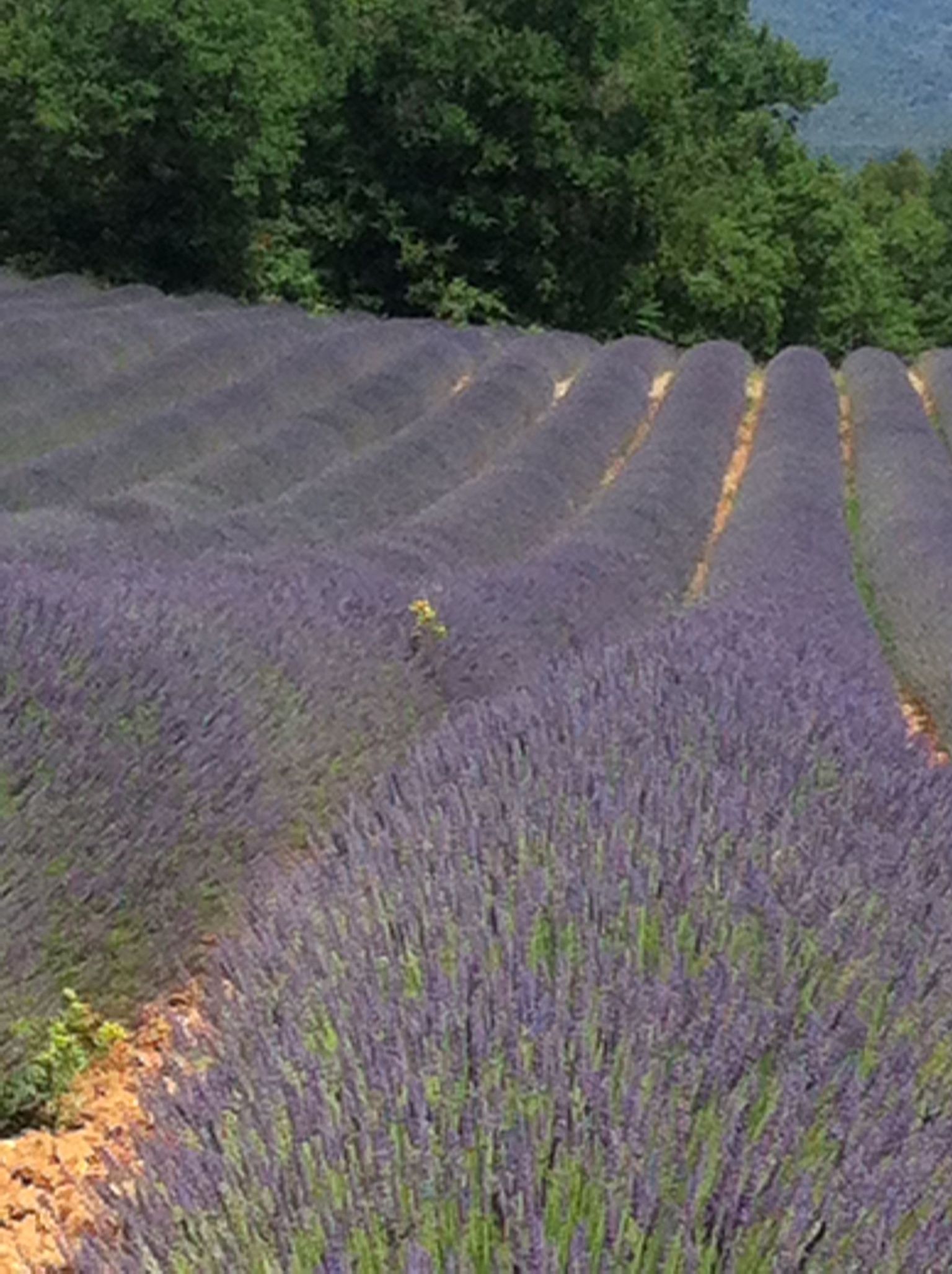 rows of Lavender