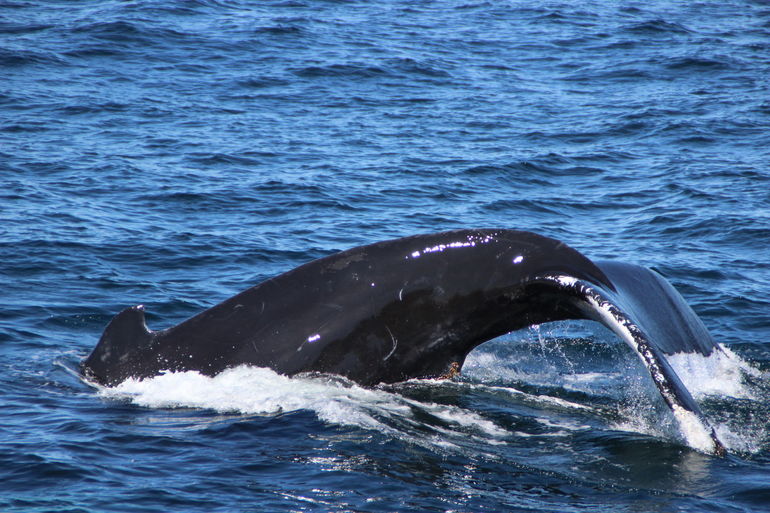 Boston Super Saver: Whale Watching Cruise & New England Aquarium